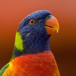 bird-3