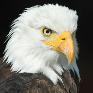 bird-5