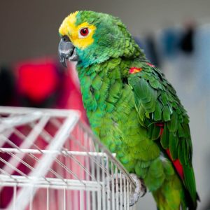 bird-6