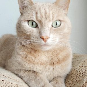 cat-5